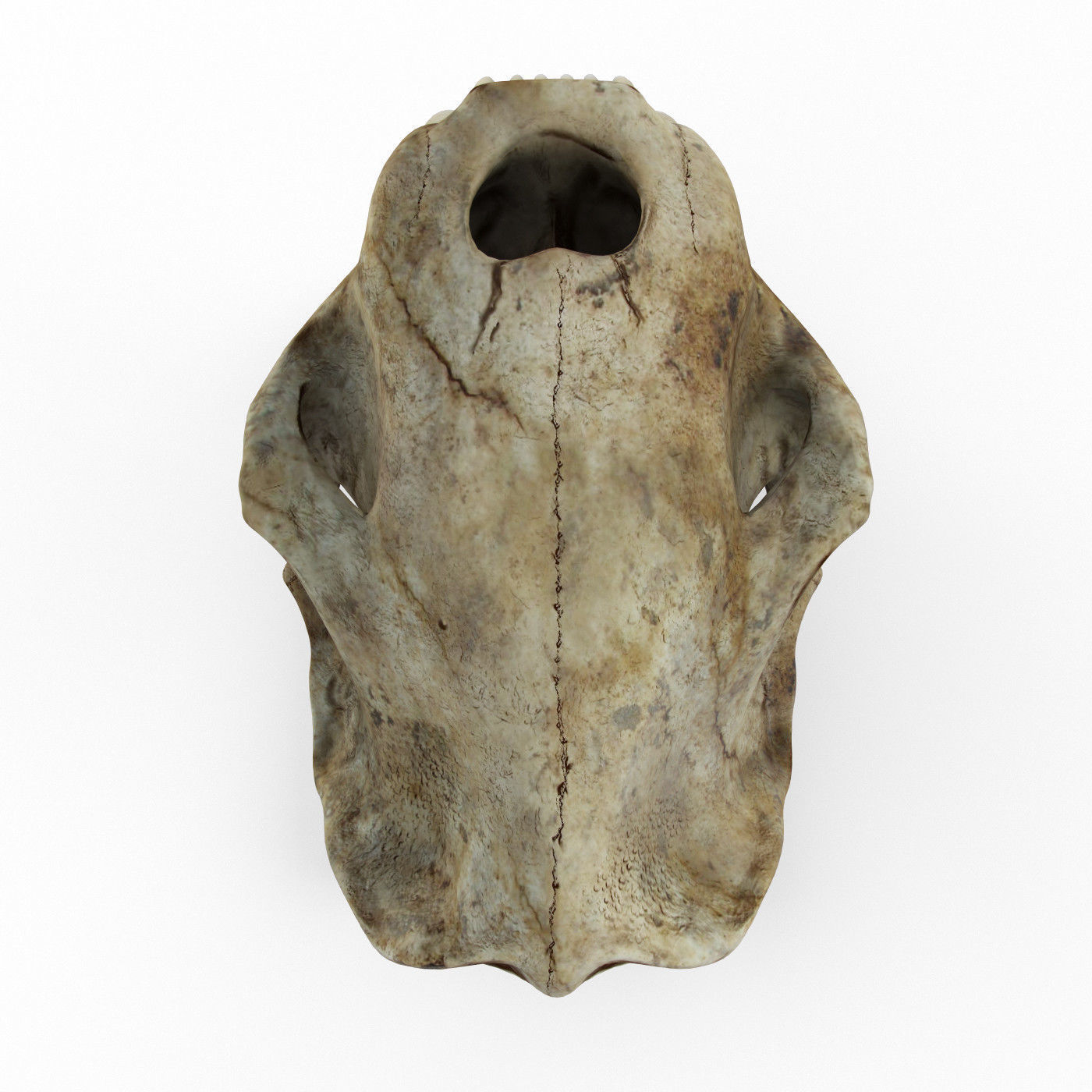Saber tooth tiger skull Low-poly 3D model_3