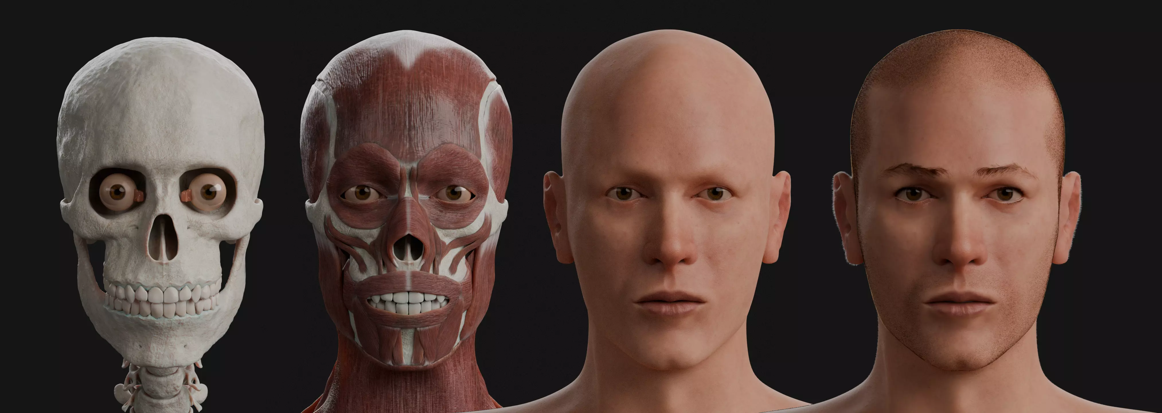 Male Human Anatomy - 3D Model Kit 3D model