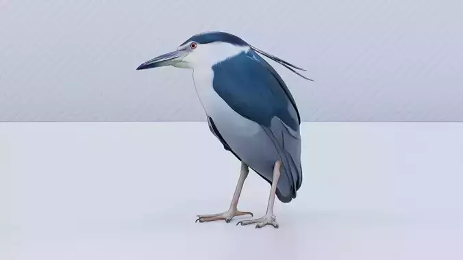 Night Heron