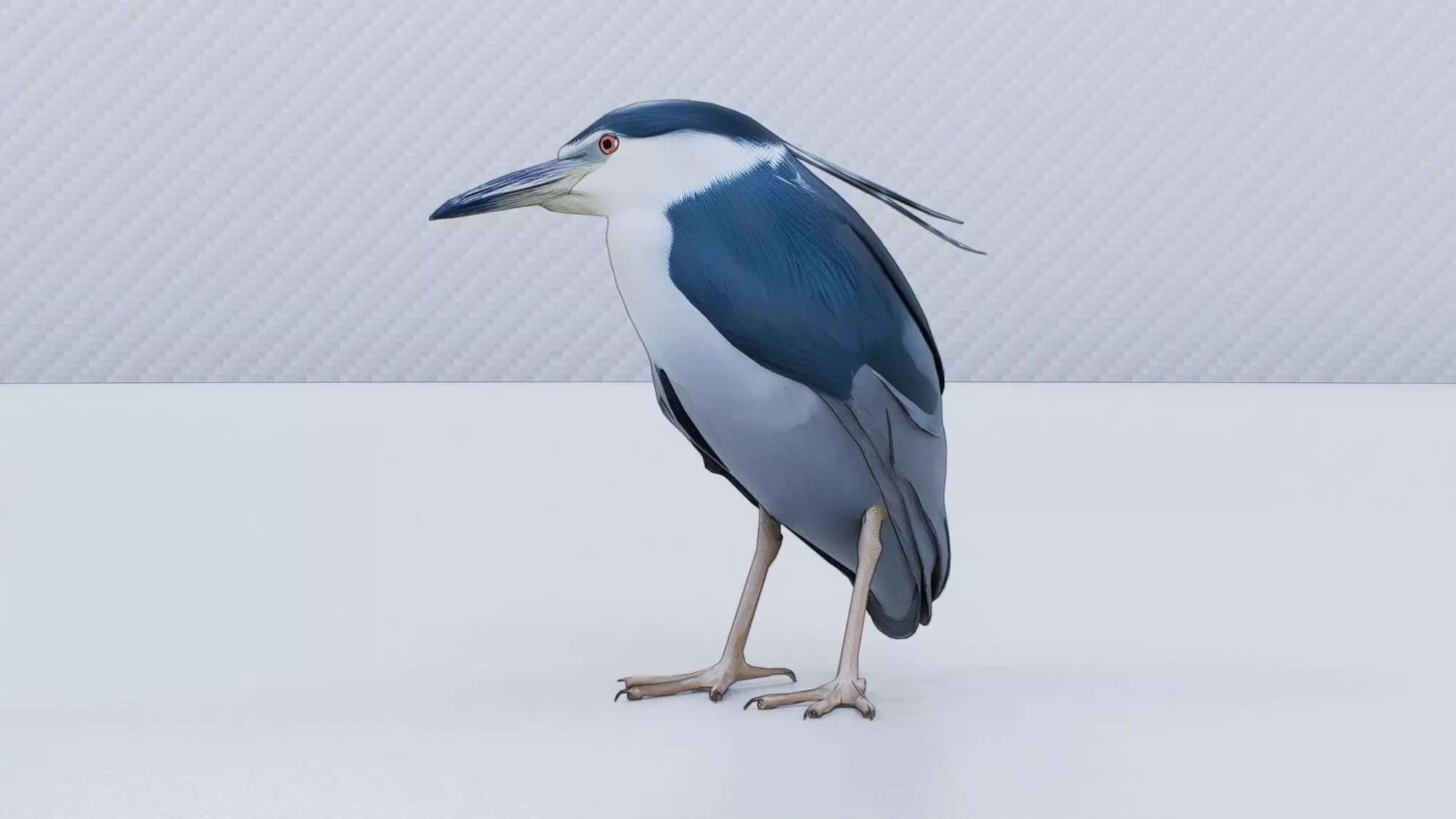 Night Heron Low-poly 3D model