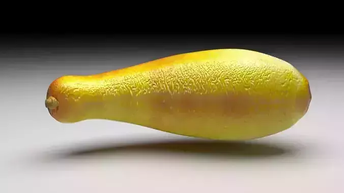 Summer Squash 3D model 3