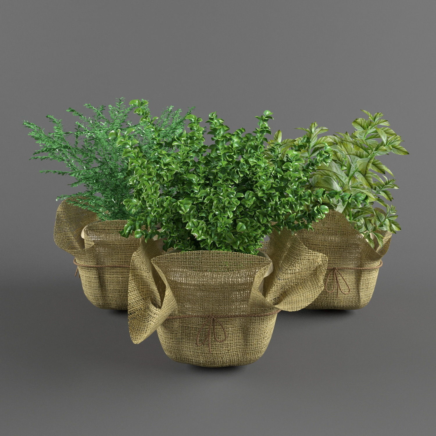 Plants bamboo plant in pot 3D model_44
