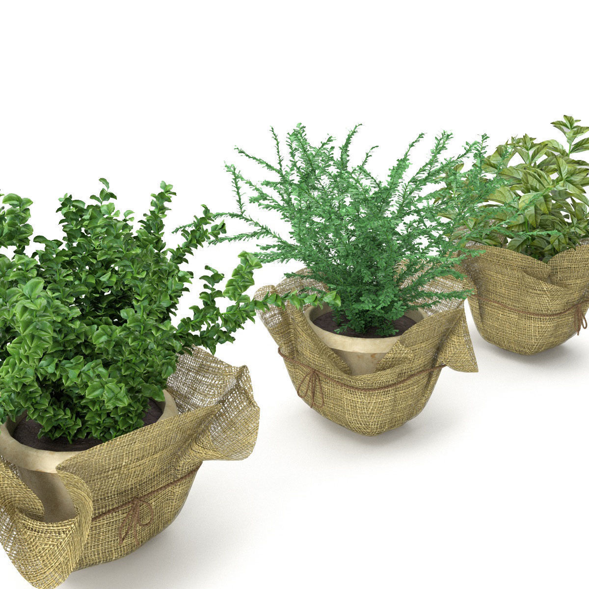 Plants bamboo plant in pot 3D model_43