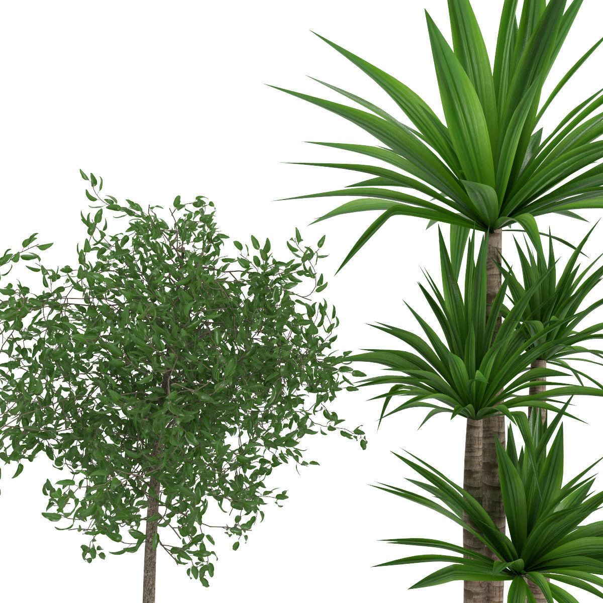 Plants bamboo plant in pot 3D model_54