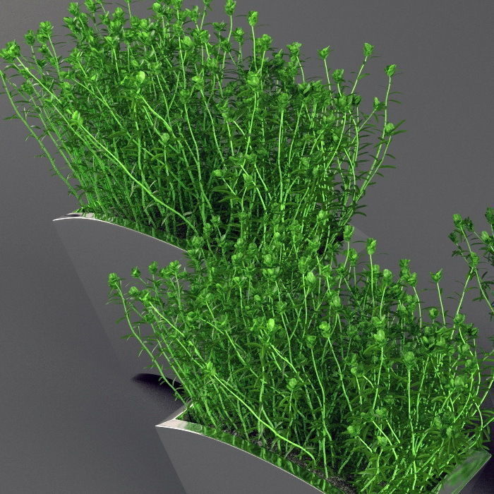 Plants bamboo plant in pot 3D model_4