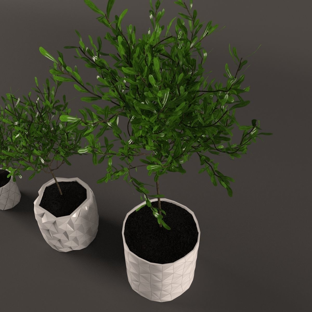 Plants bamboo plant in pot 3D model_80