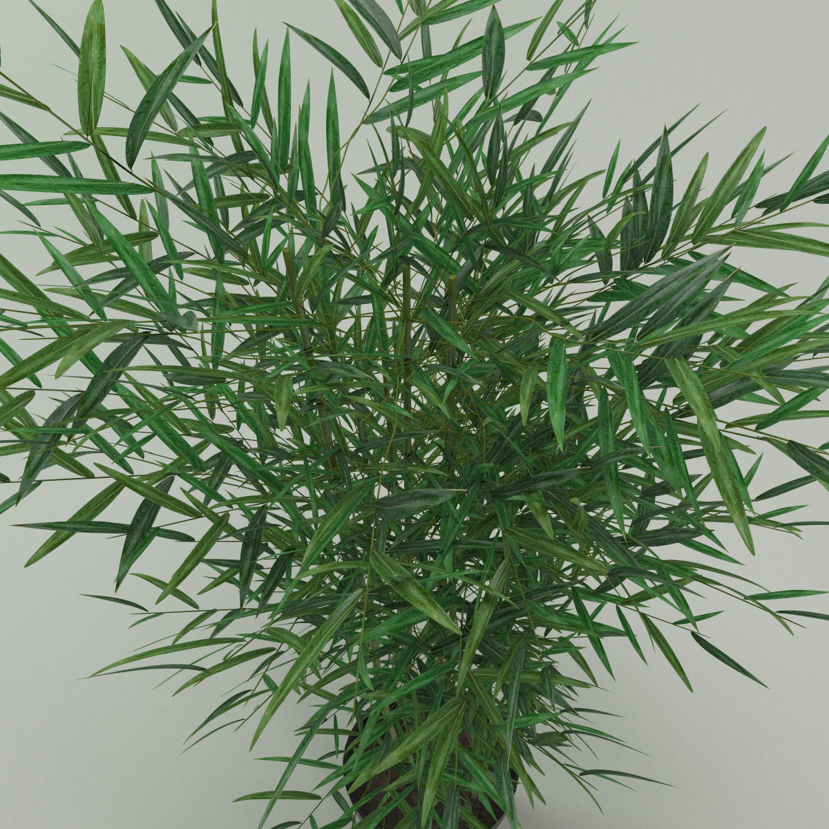 Plants bamboo plant in pot 3D model_9