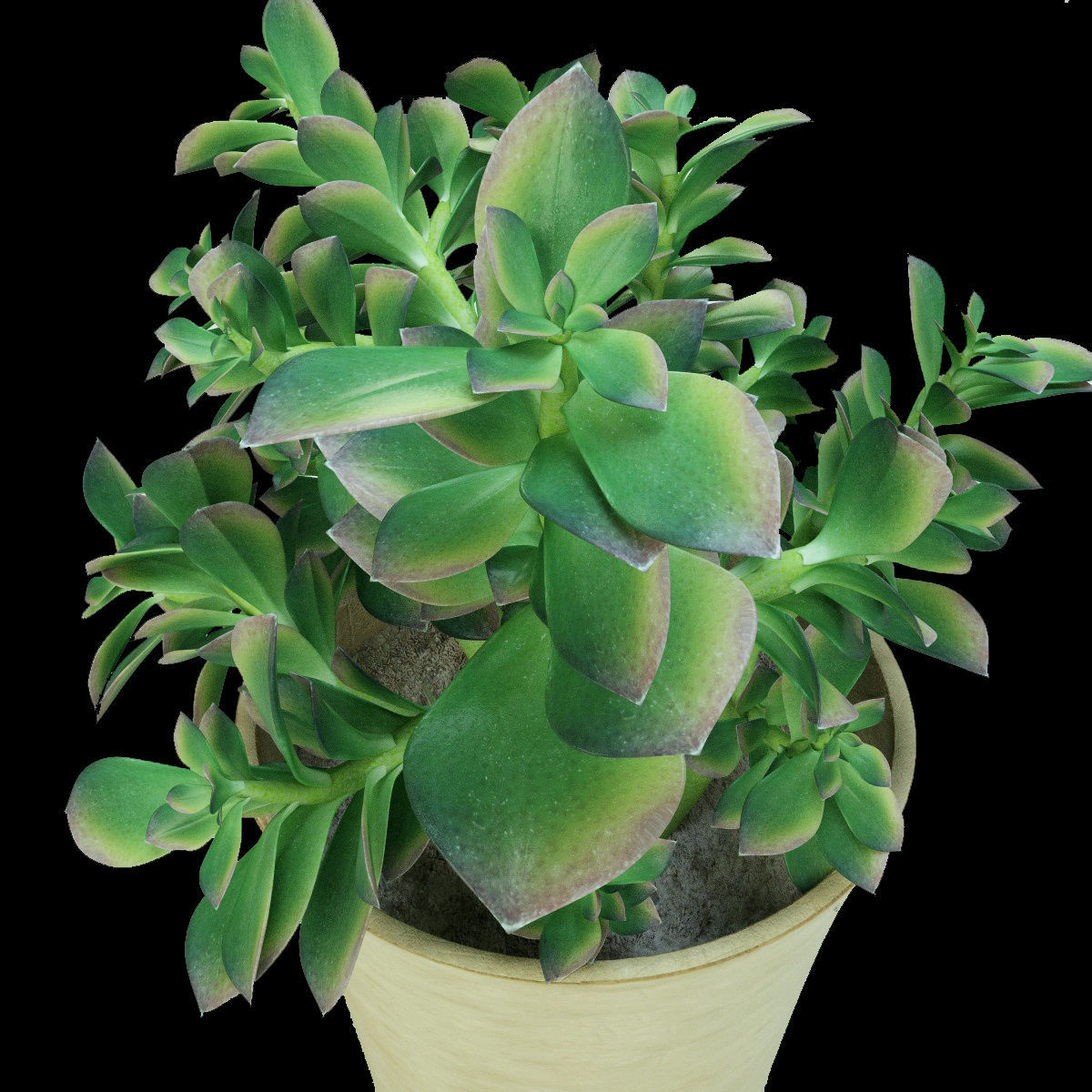 Plants bamboo plant in pot 3D model_72