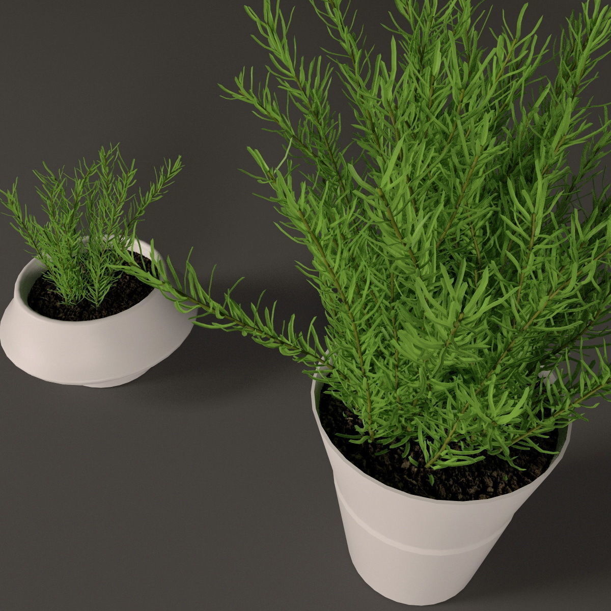 Plants bamboo plant in pot 3D model_65