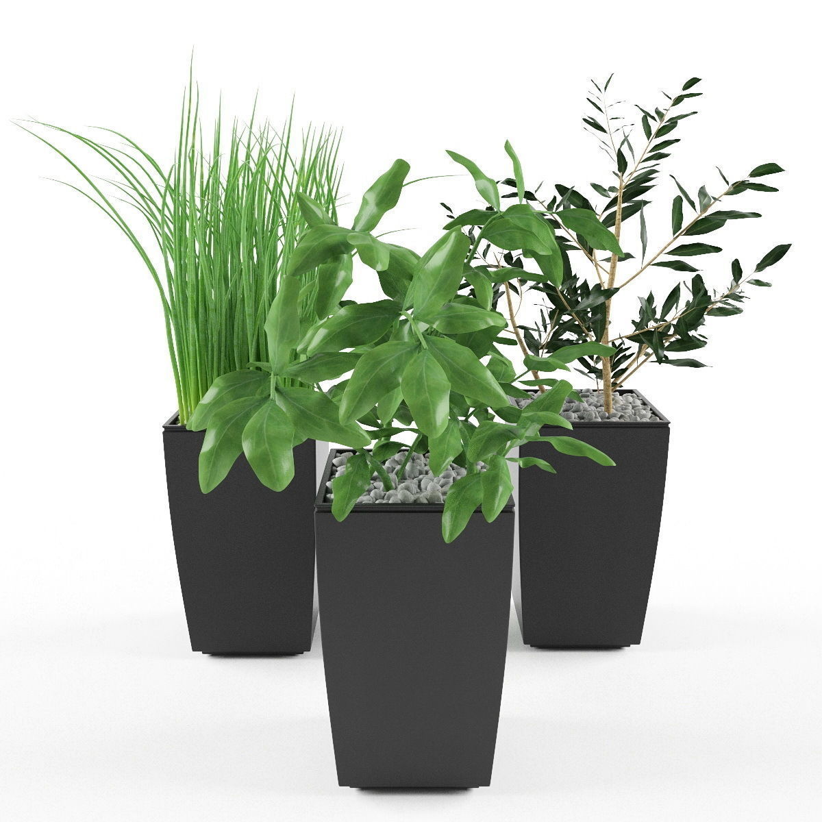Plants bamboo plant in pot 3D model_36