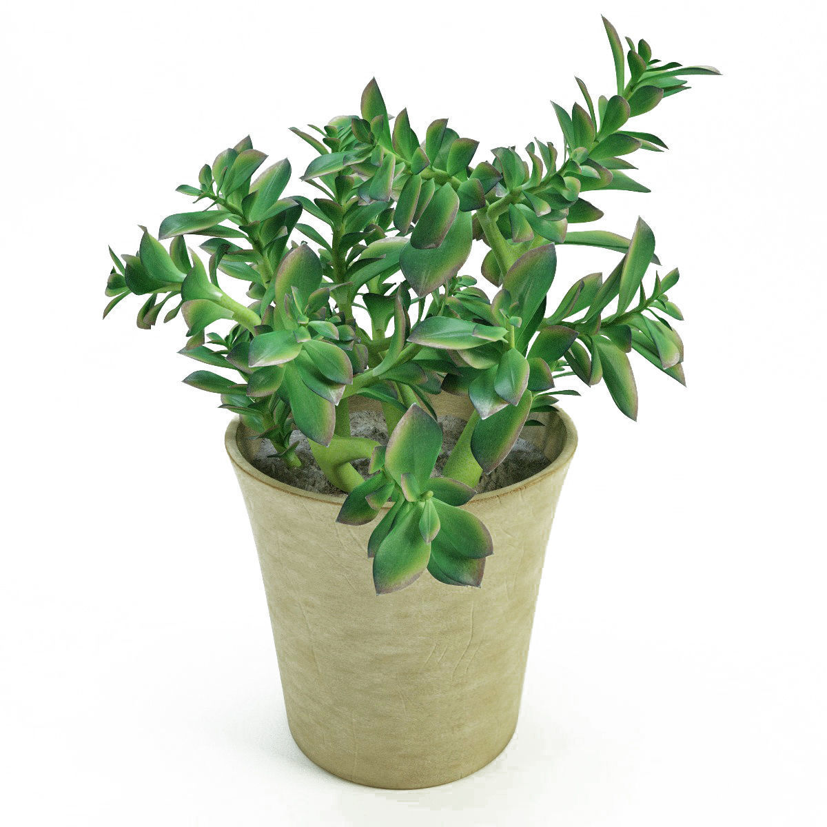 Plants bamboo plant in pot 3D model_71