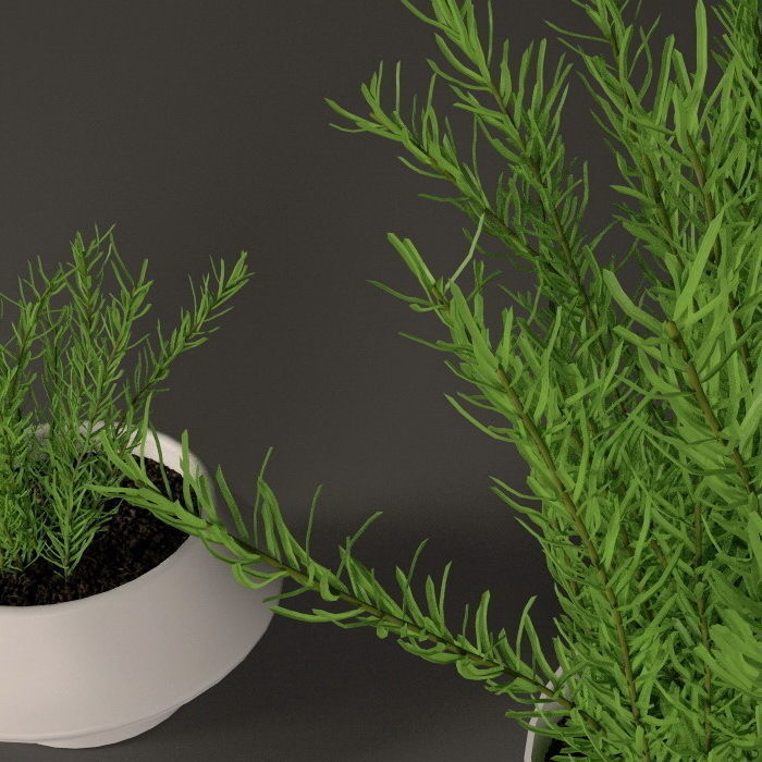 Plants bamboo plant in pot 3D model_66