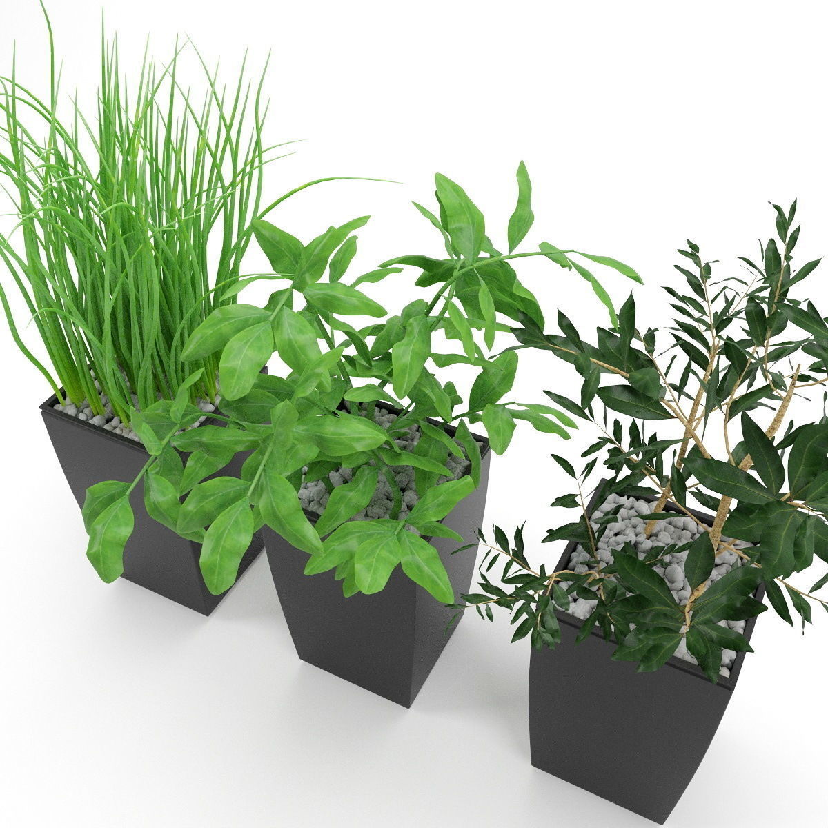 Plants bamboo plant in pot 3D model_38