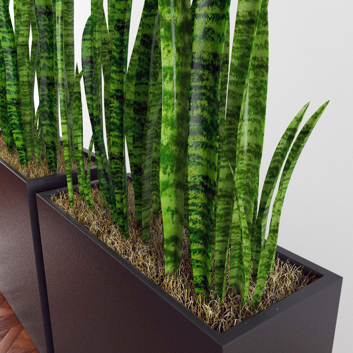 Plants bamboo plant in pot 3D model_50