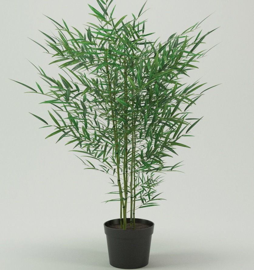 Plants bamboo plant in pot 3D model_7
