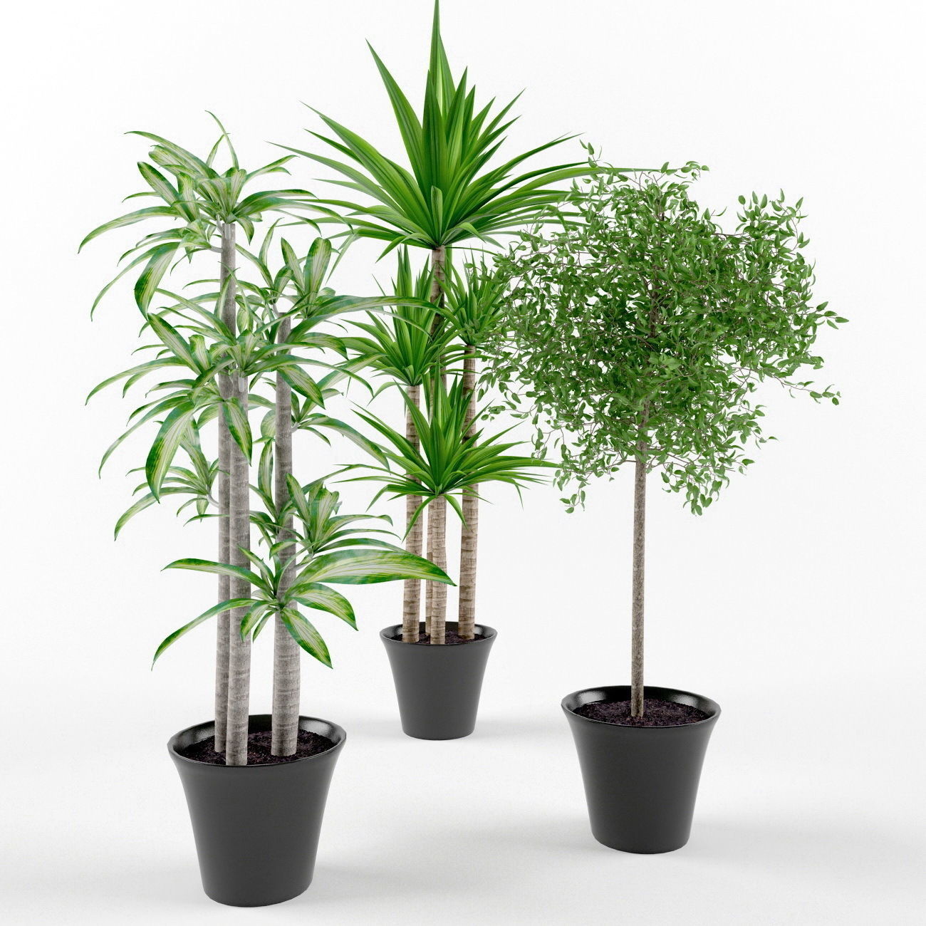 Plants bamboo plant in pot 3D model_55