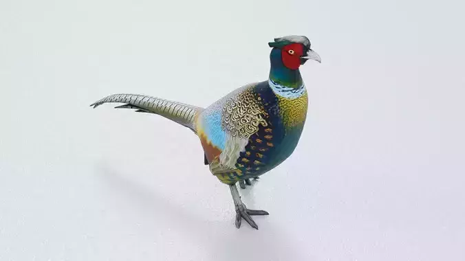 Ring-necked Pheasant