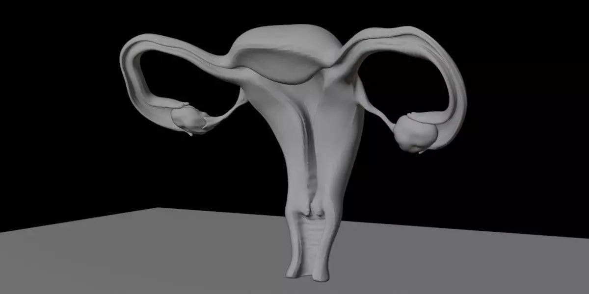 Female Reproductive System Anatomy 3D Model Beshmesh 3D print model