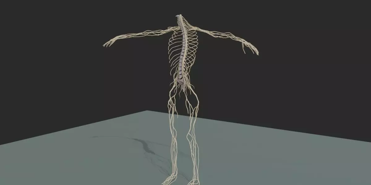 Realistic Full-Body Human Nervous System 3D Anatomy Model Low-poly 3D model