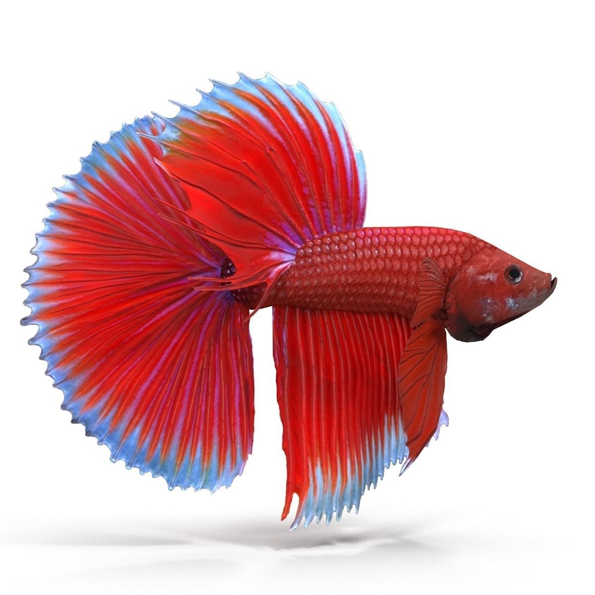Betta Fish Low-poly 3D model_5