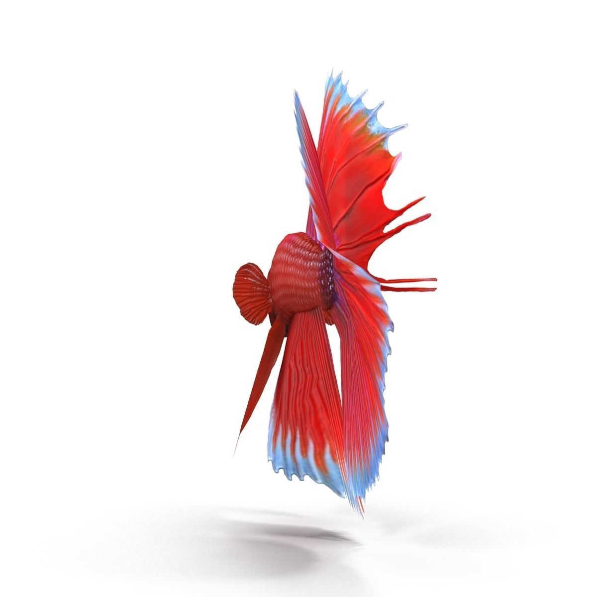 Betta Fish Low-poly 3D model_3