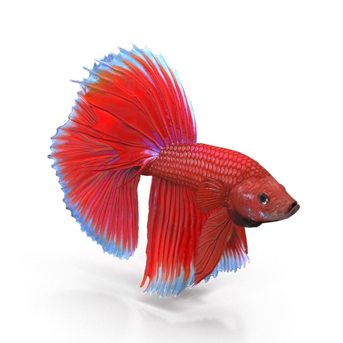 Betta Fish Low-poly 3D model_1