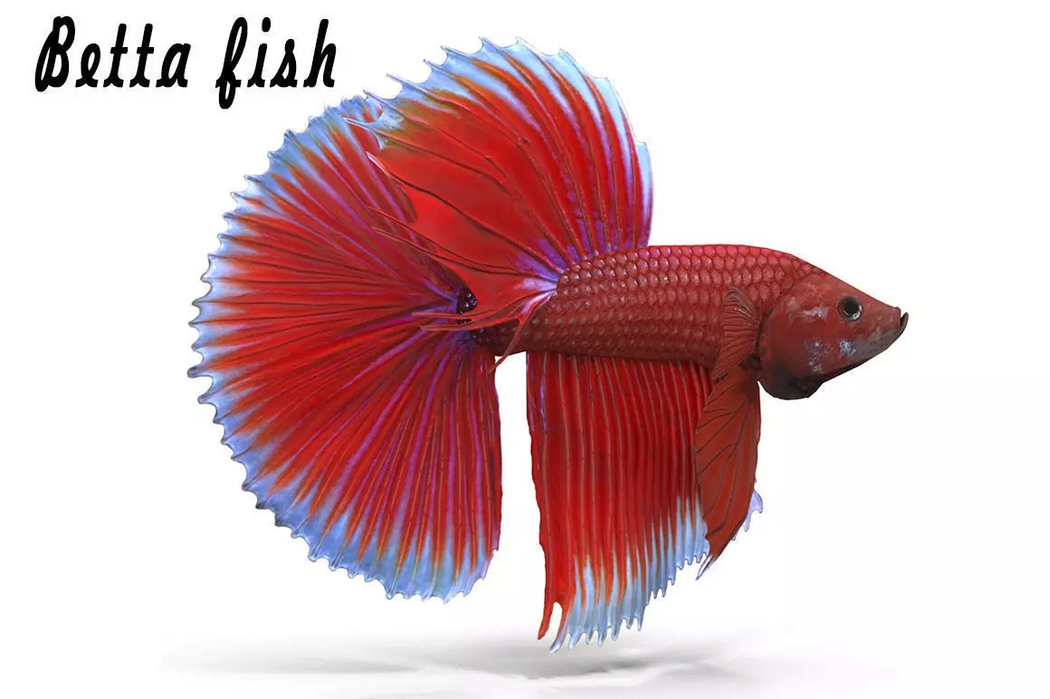 Betta Fish Low-poly 3D model_0