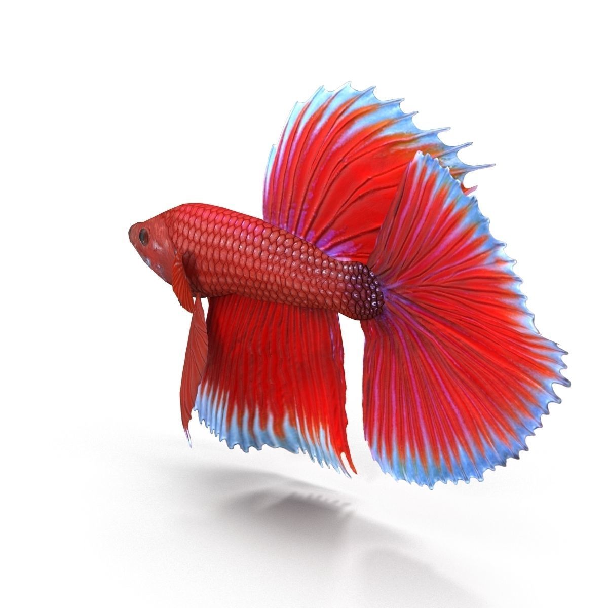 Betta Fish Low-poly 3D model_4