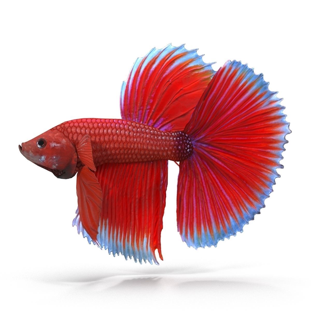 Betta Fish Low-poly 3D model_8