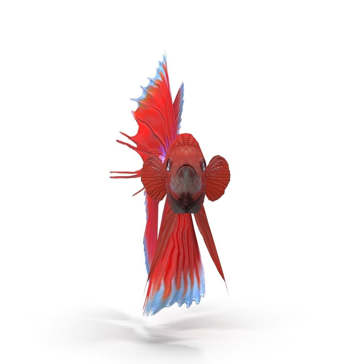 Betta Fish Low-poly 3D model_2