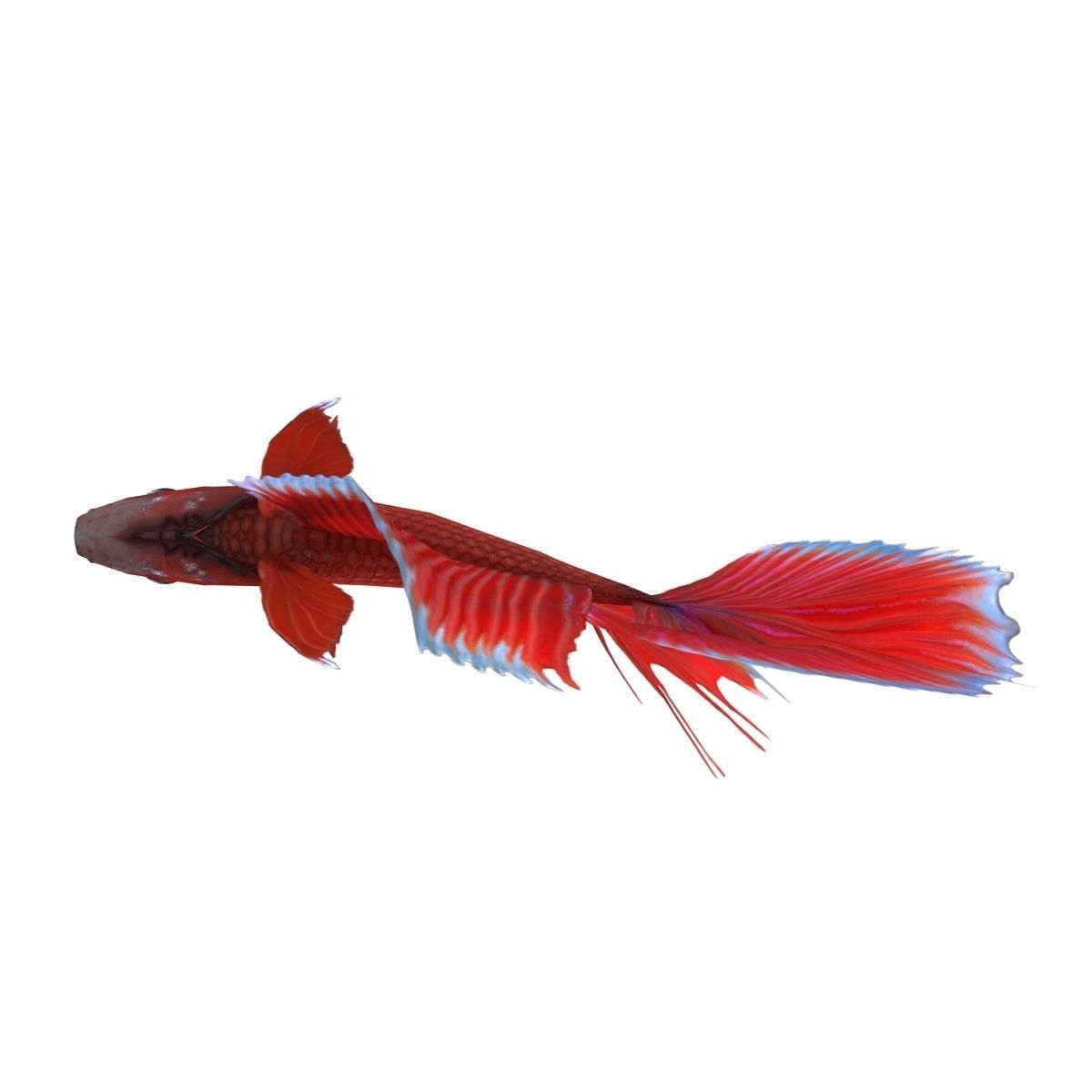 Betta Fish Low-poly 3D model_6