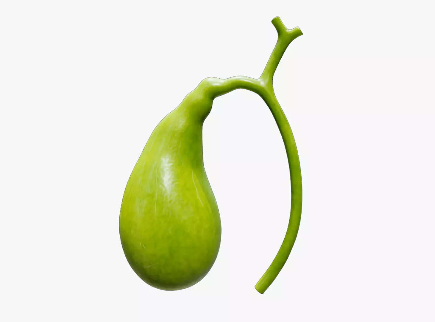 Gallbladder 3D model
