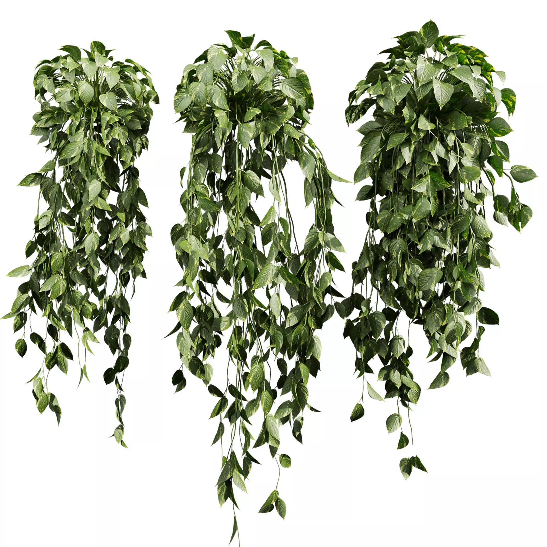 plant vol 827 - Hanging - Pothos - Araceae - Ampelous 3D model