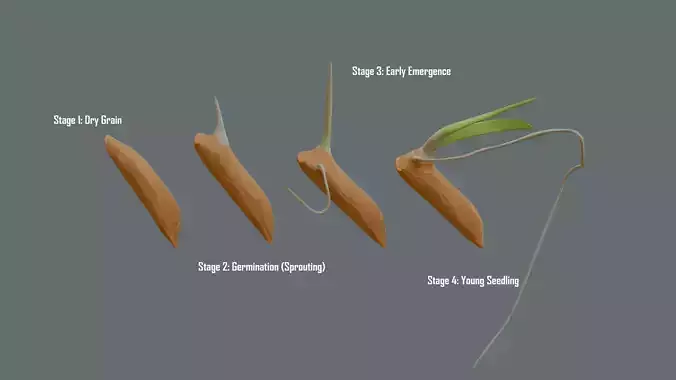 Stylize Rice Grain Root Development Low-poly 3D model 2