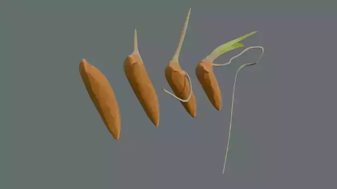 Stylize Rice Grain Root Development Low-poly 3D model 6