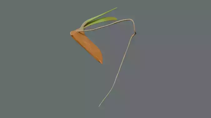 Stylize Rice Grain Root Development Low-poly 3D model 7