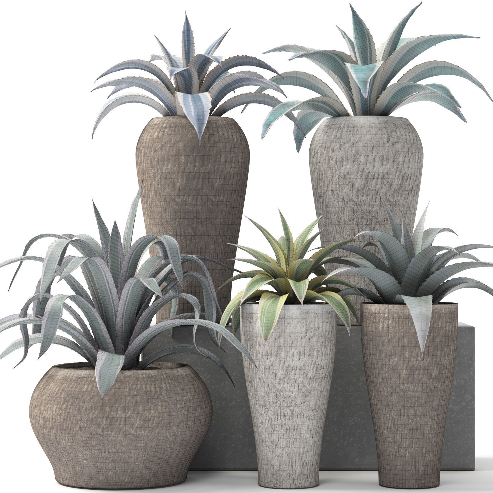 Agave collection plant in vase 3D model_6