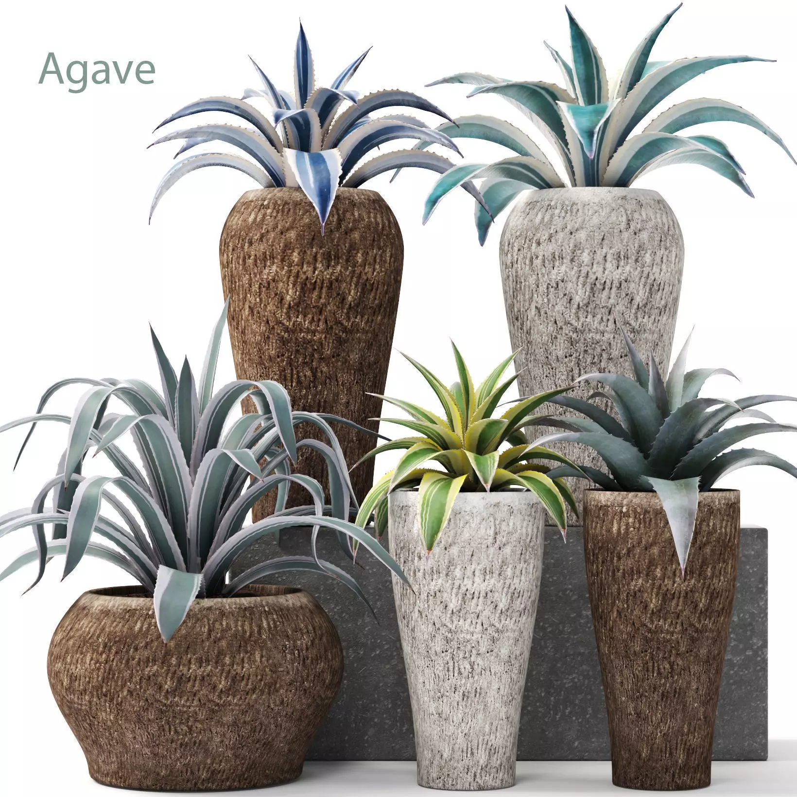 Agave collection plant in vase 3D model_0