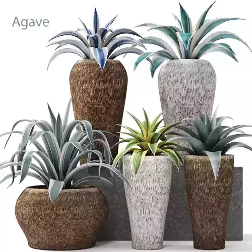 Agave collection plant in vase