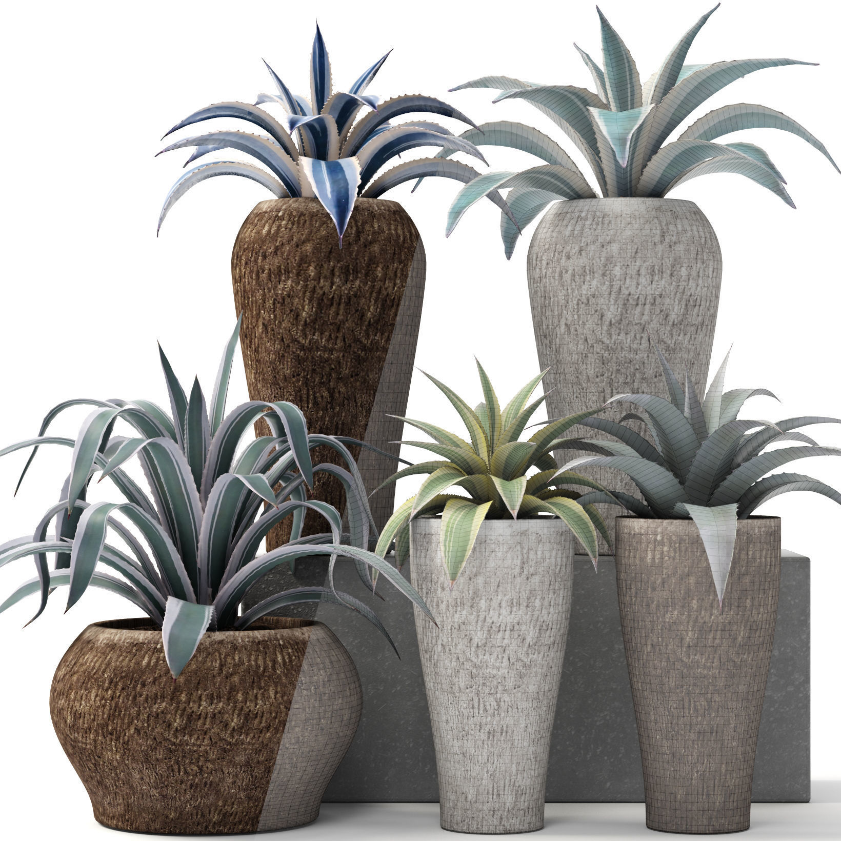 Agave collection plant in vase 3D model_5