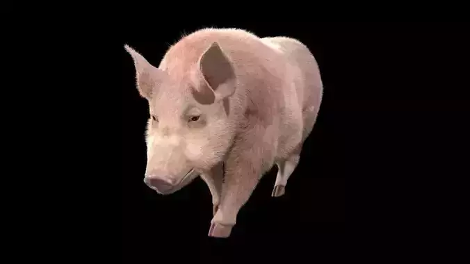 Pig rigging For 3Dmax 3D model Low-poly 3D model