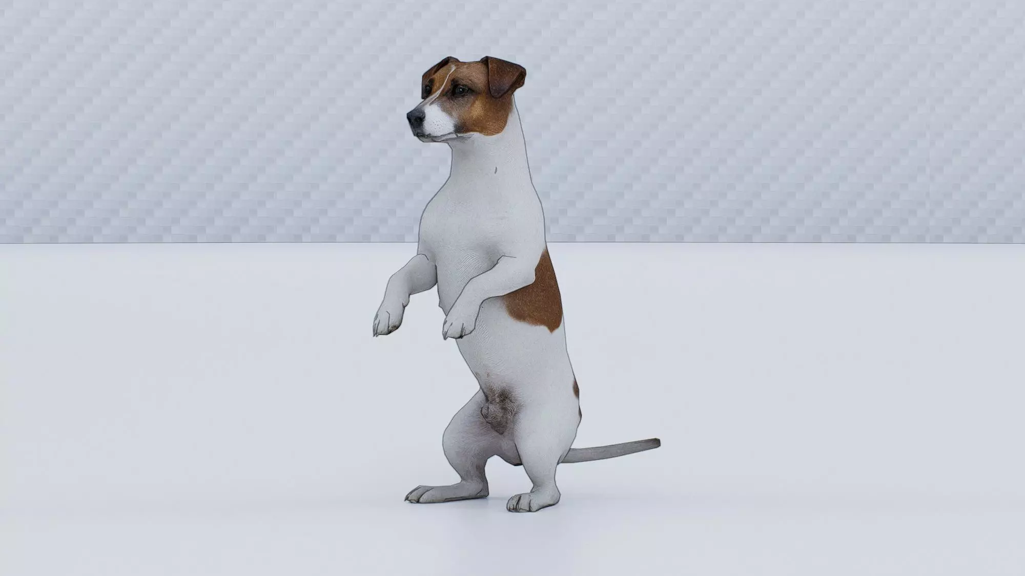 Jack Russell Terrier Low-poly 3D model