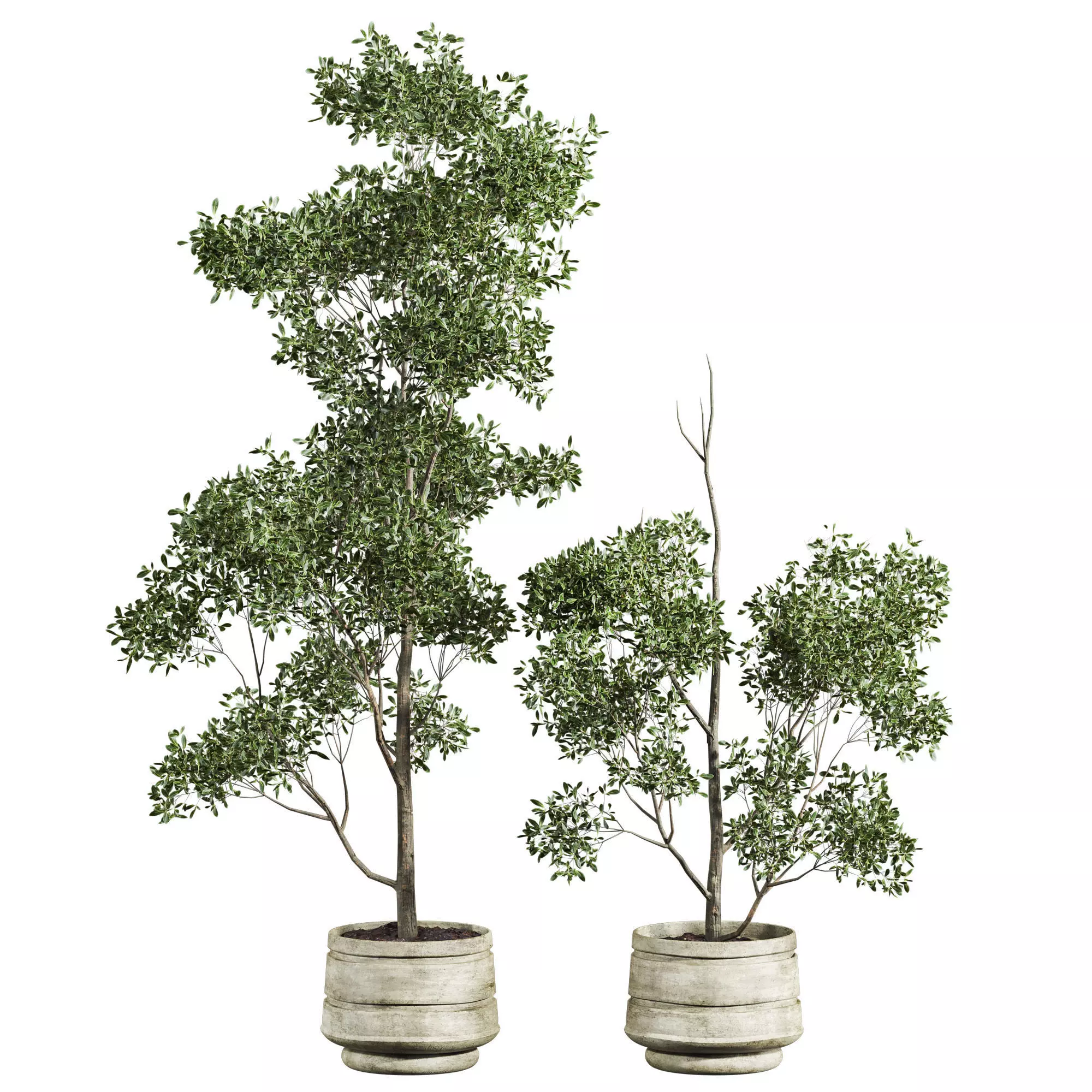 tree indoor potted plant 3D model