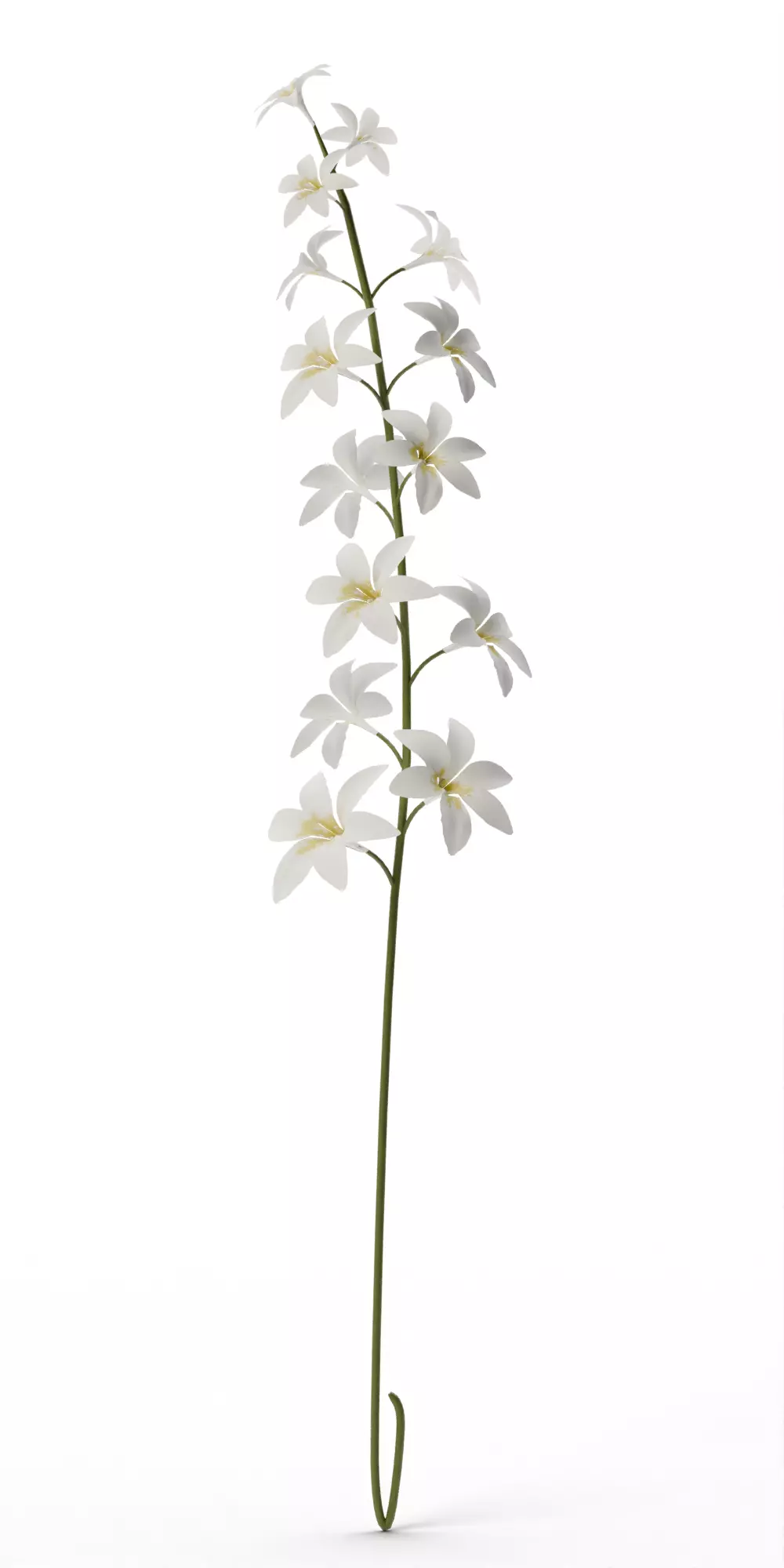 faux spider orchid stem with flower Low-poly 3D model