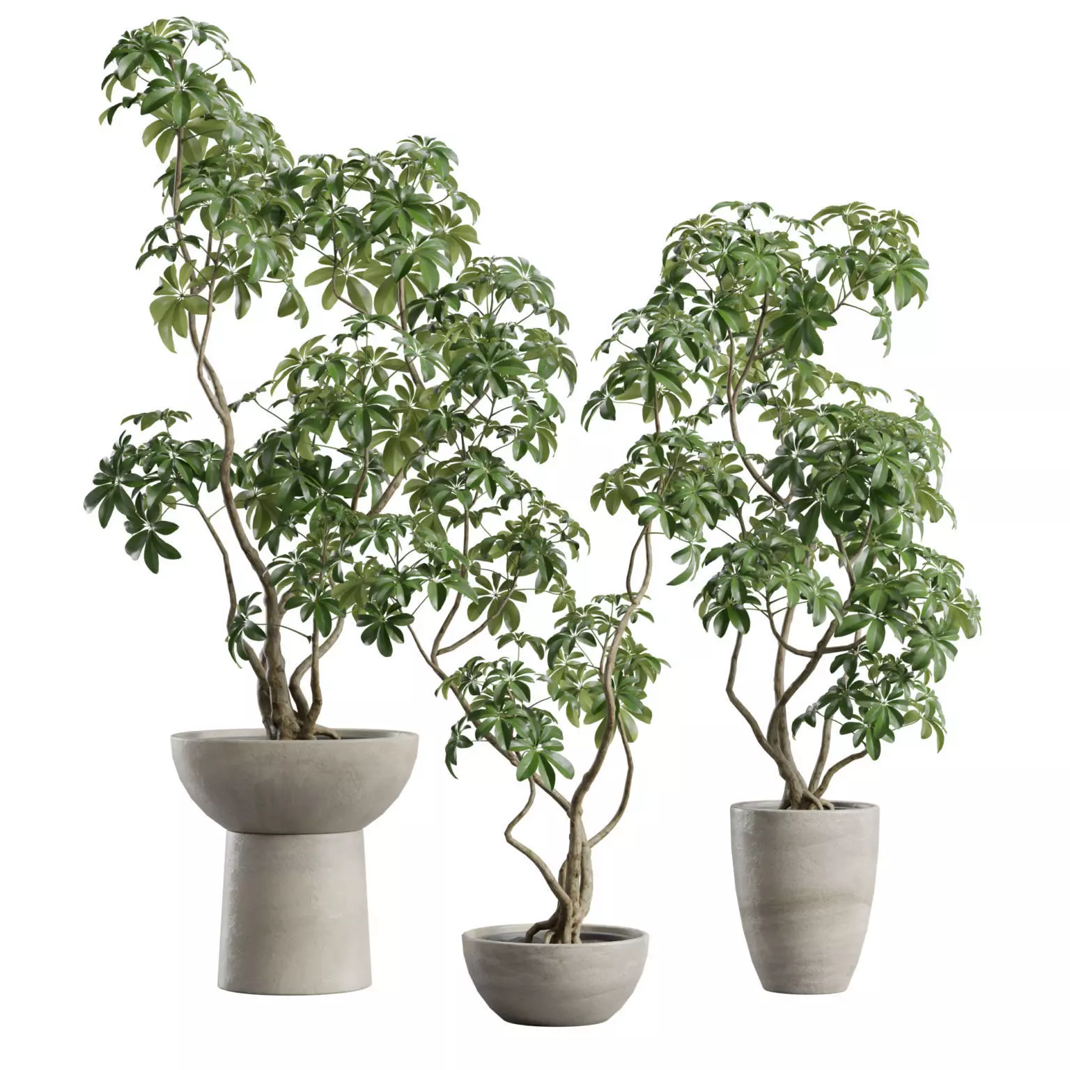 Schefflera in Concrete Planter 3D model
