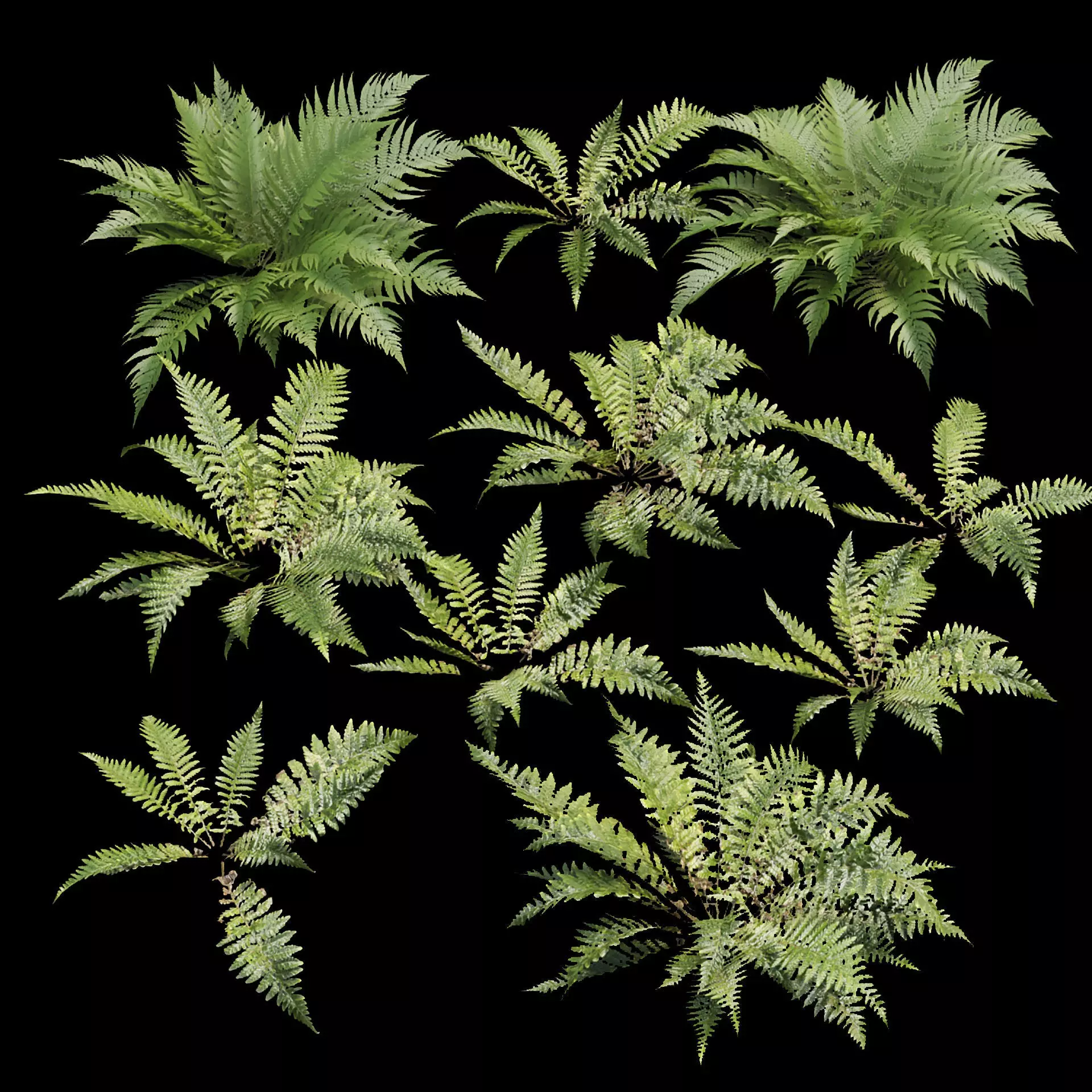 Low Poly Fern Collection Vol 375 3D model