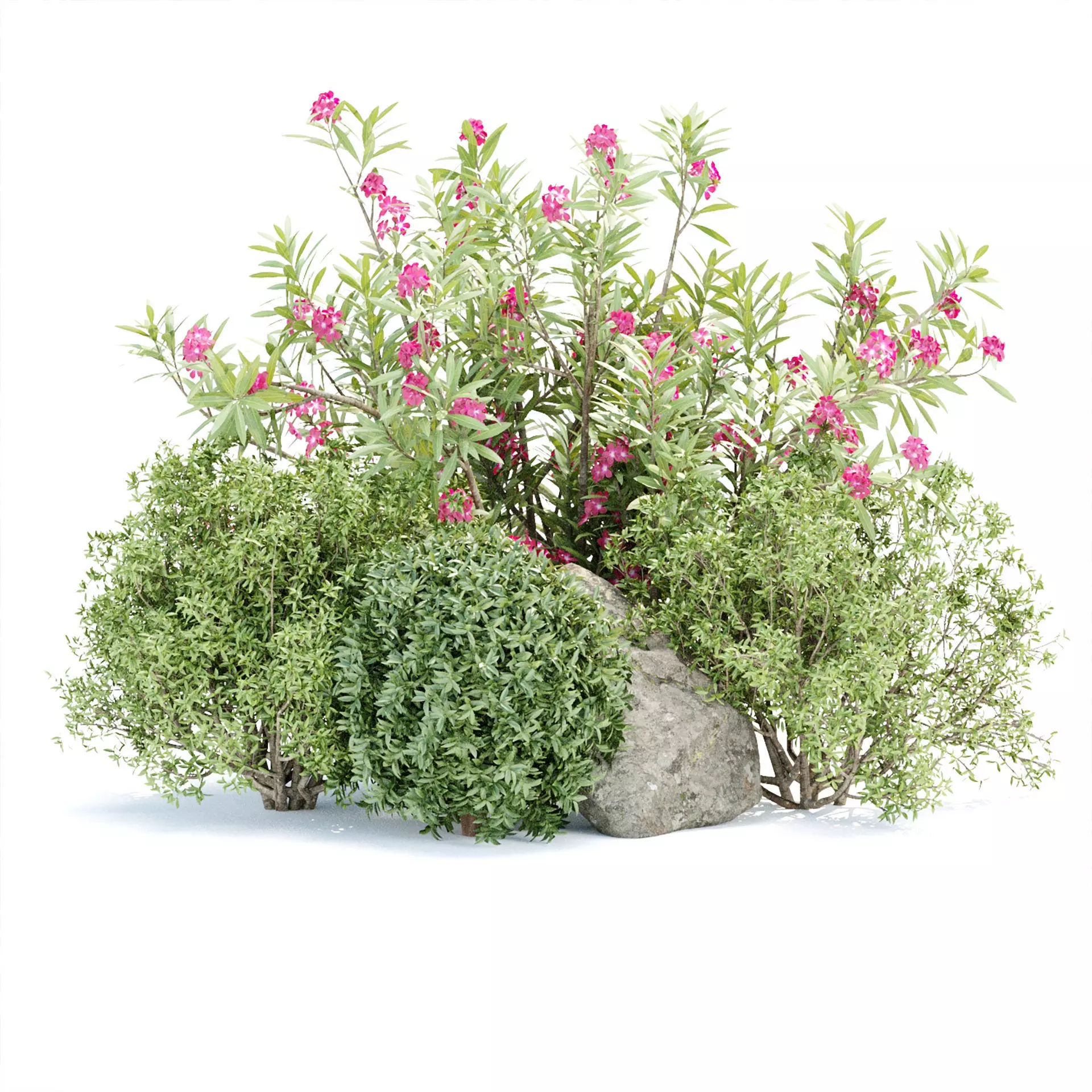 Plants for Garden Vol 372 3D model