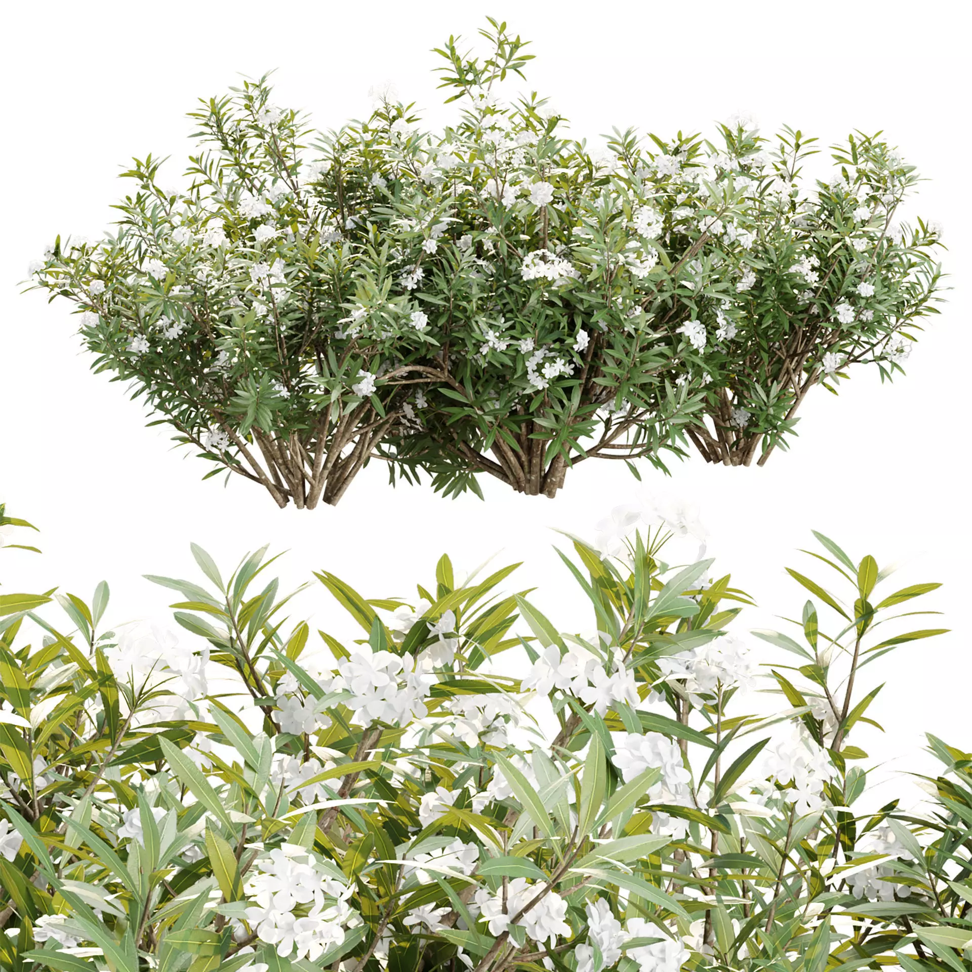 Nerium Oleander Collection Vol 376 3D model