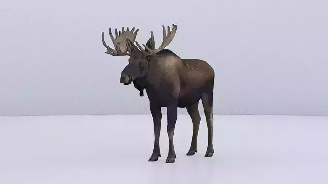 Moose