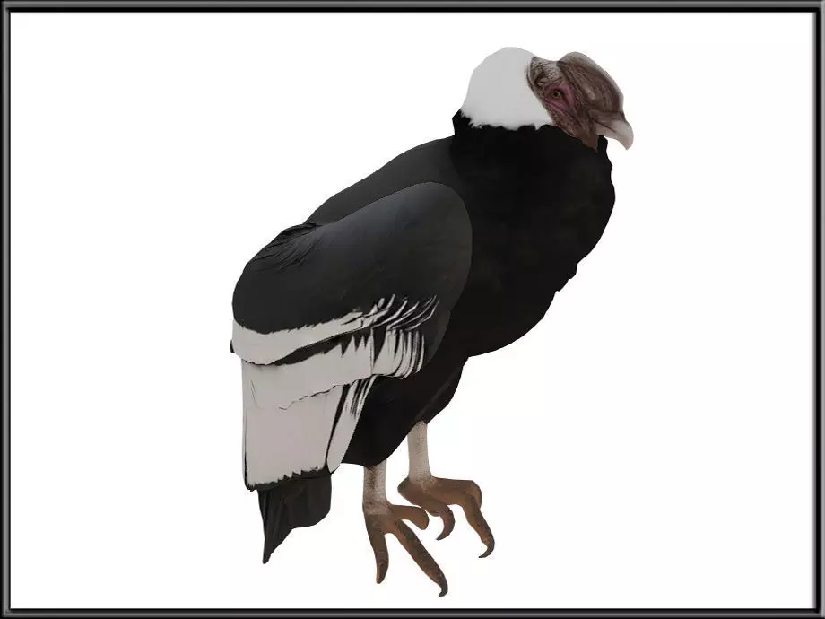 Andean condor Low-poly 3D model